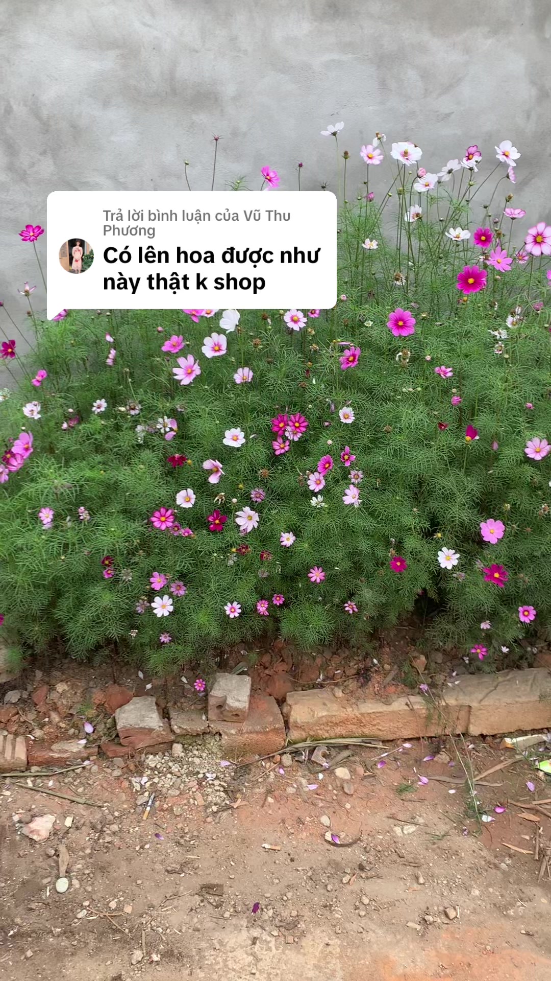@Shop Thu Hương