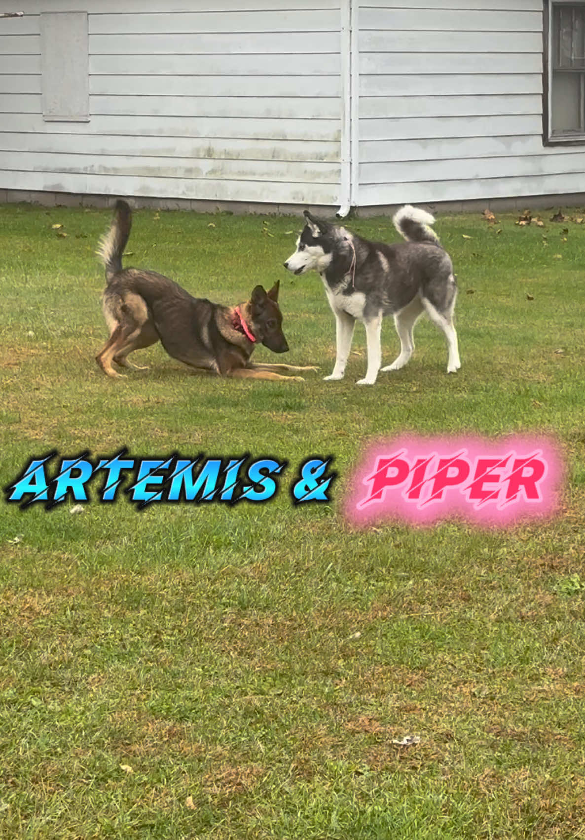 @Fully Unleashed K9 Training