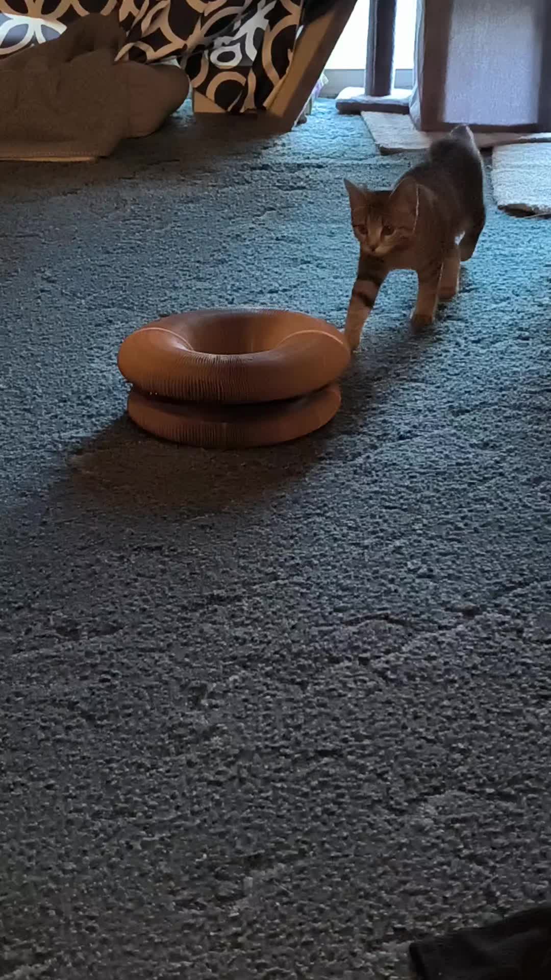 @Pickles the cat