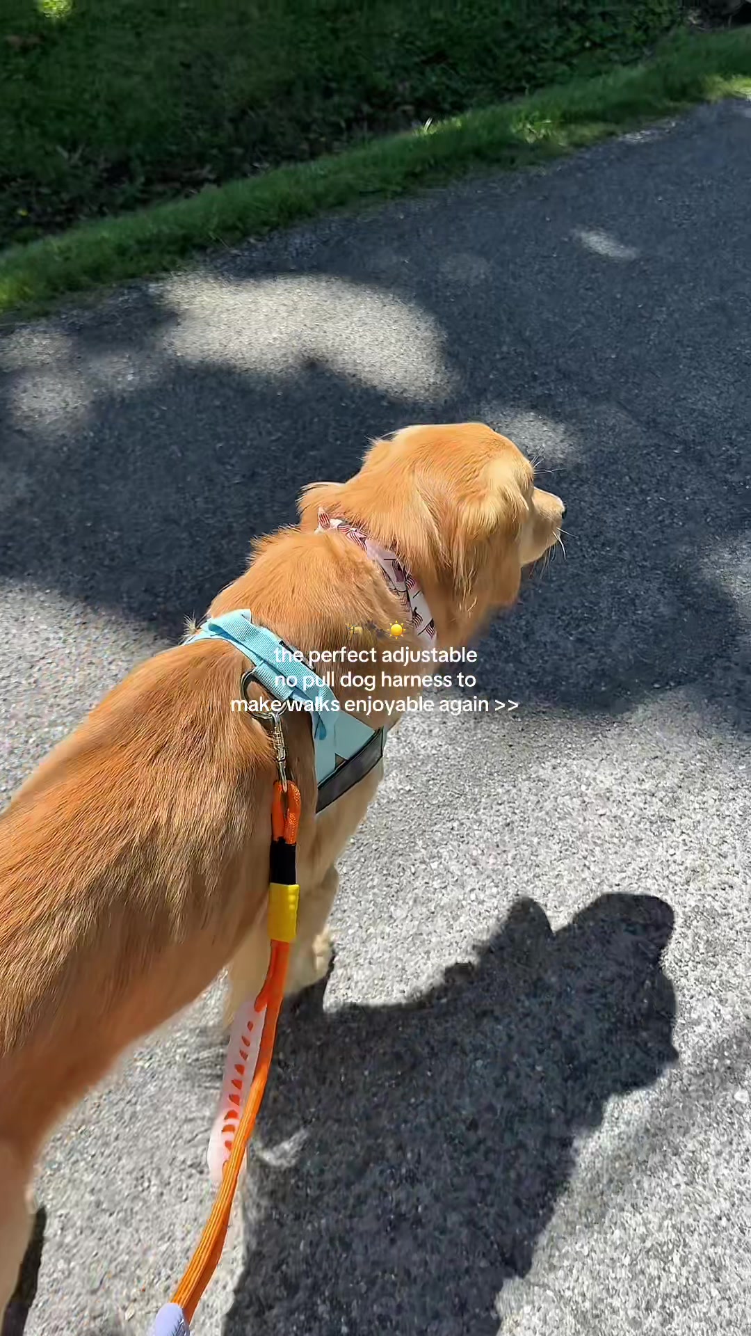 @Josi B🐕