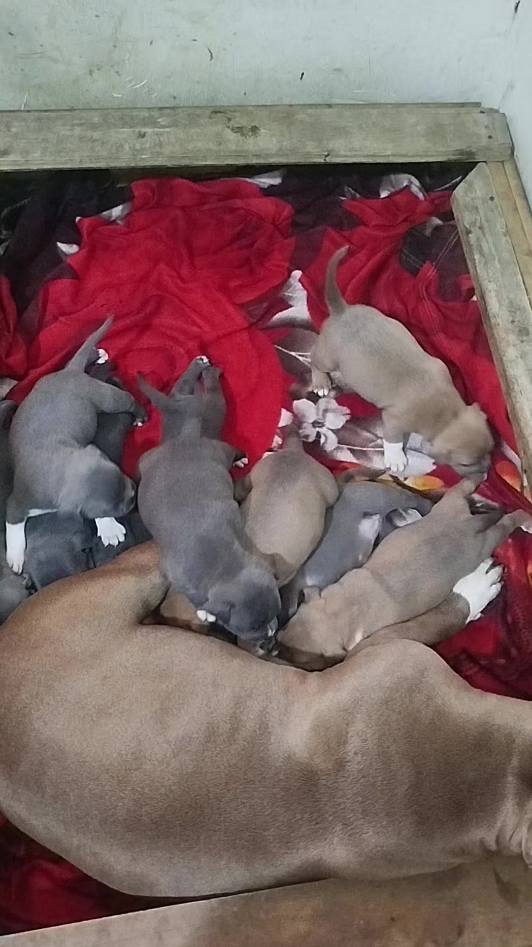 @mia_bulls❤️