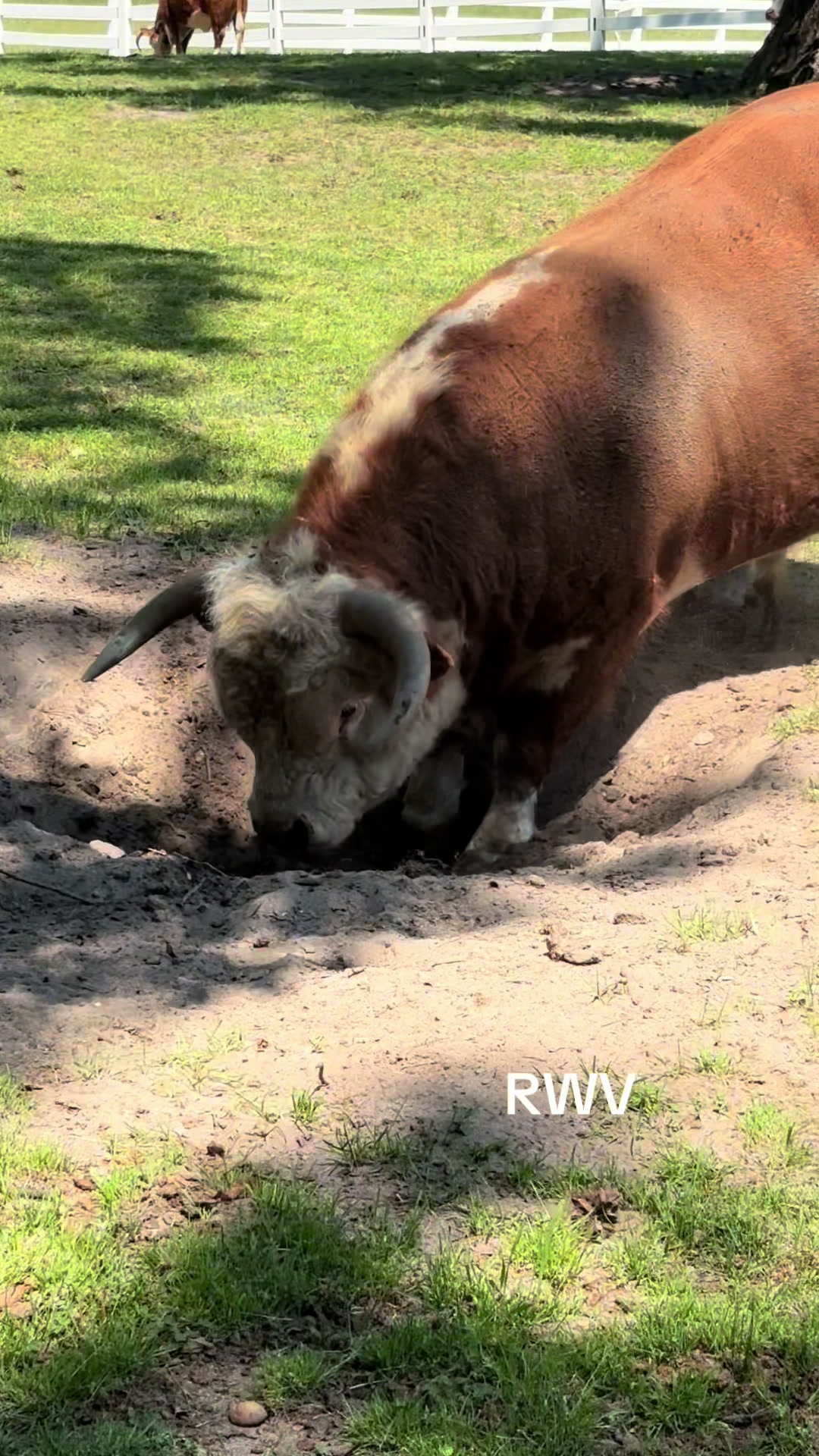 @RWV Land & Livestock