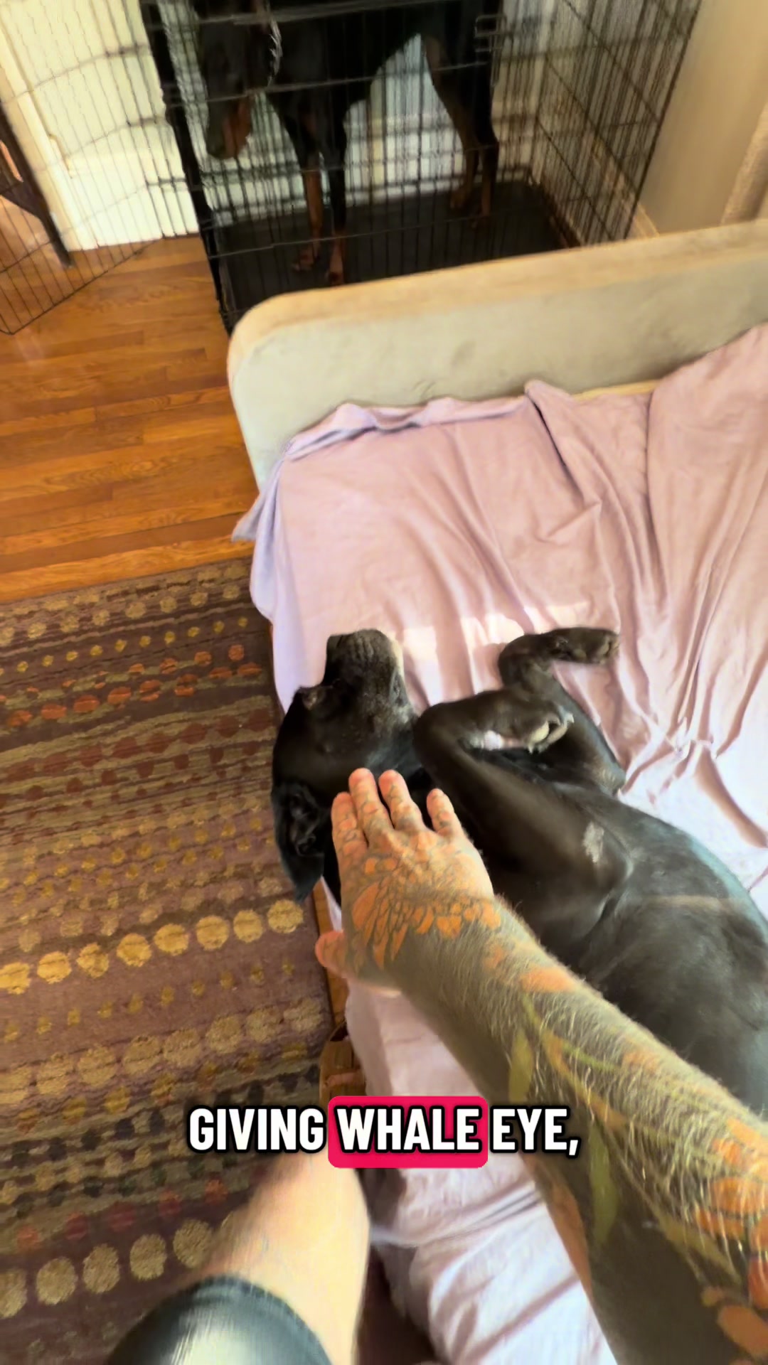 @balancedcanineacademy