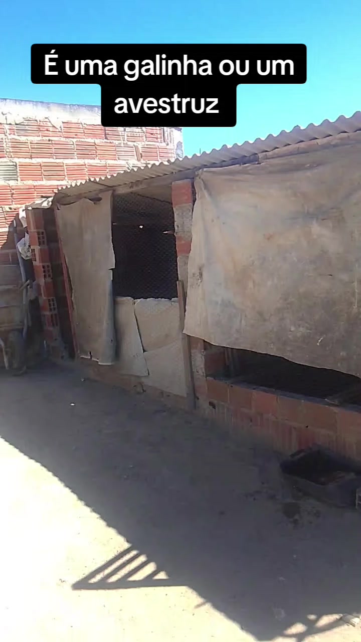 @RAY Mattos