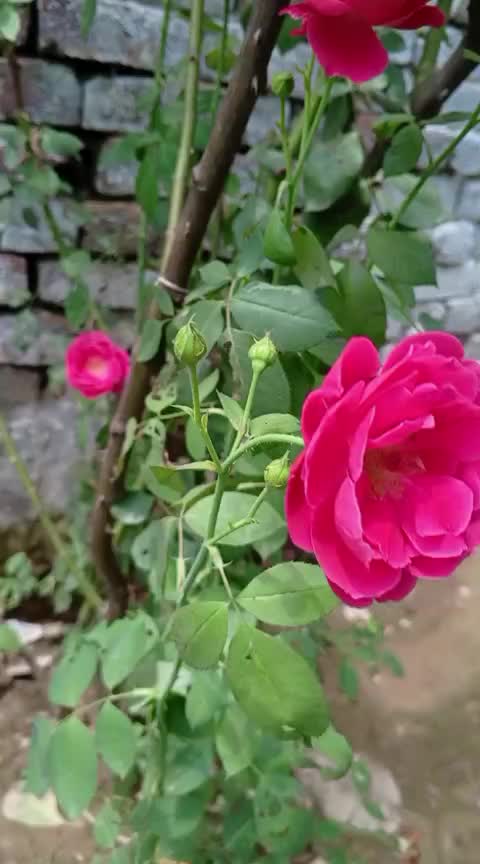 @iqra, Chaudhary