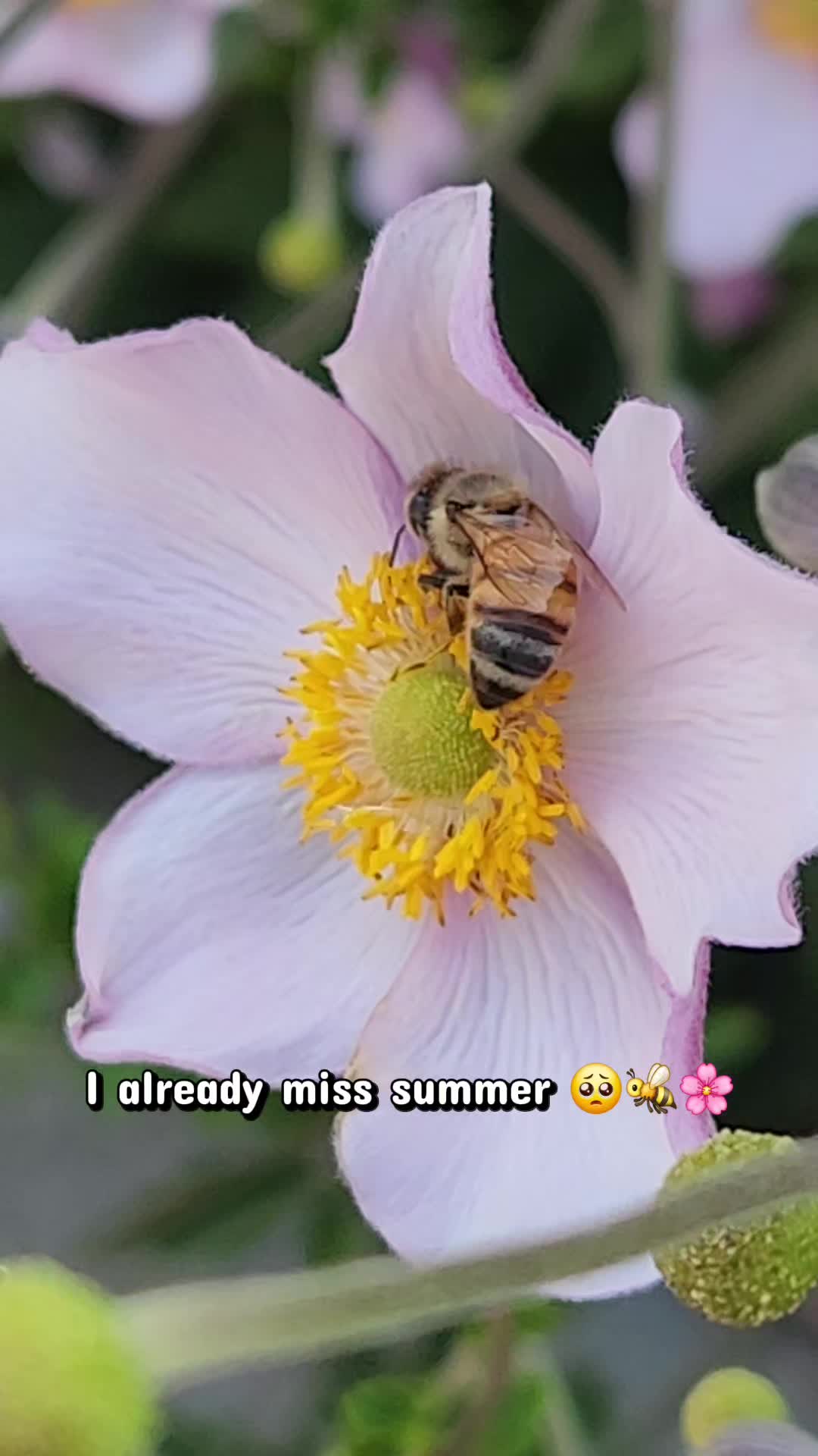@Melissa 🐝