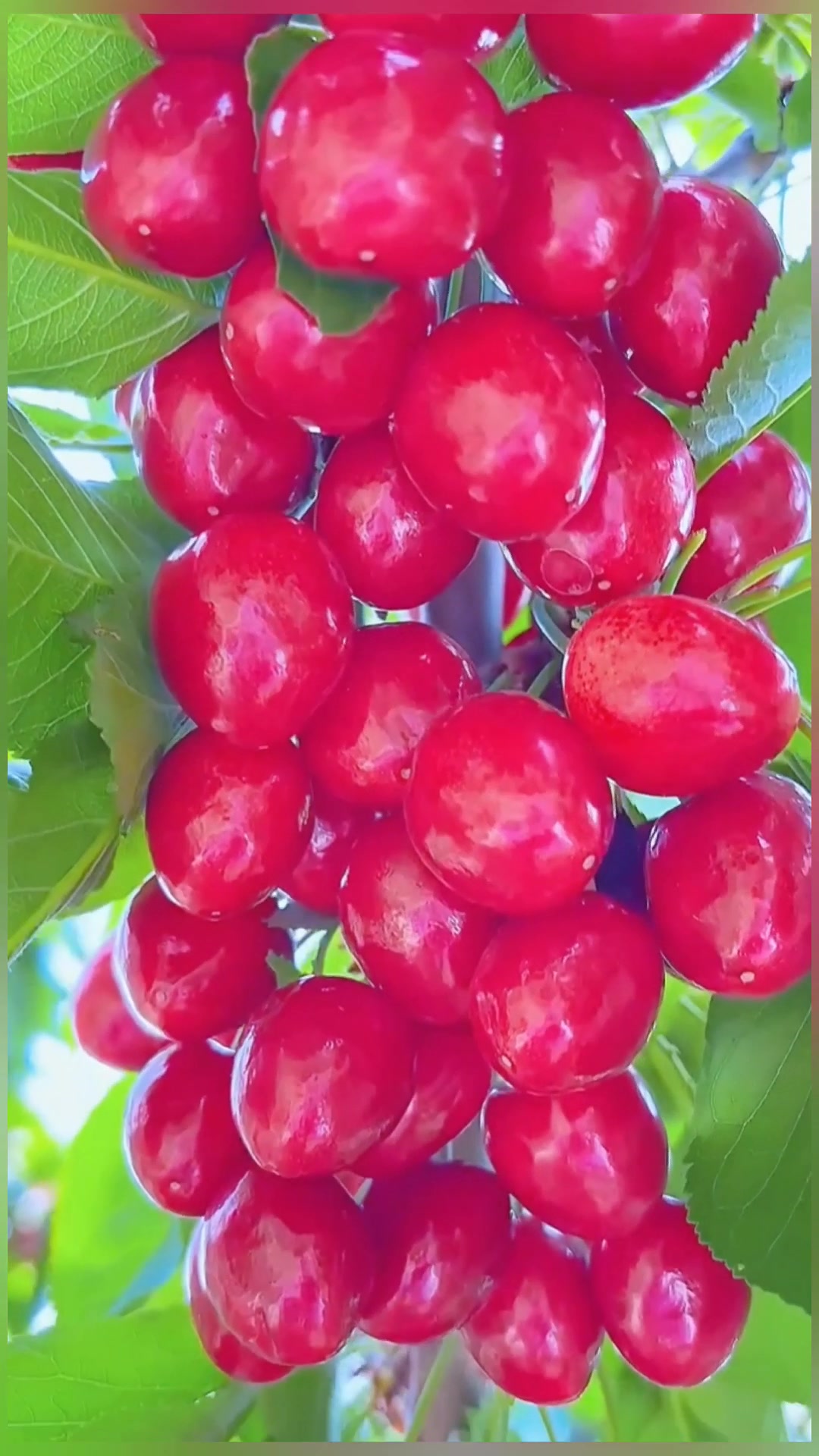 @lovefruits68