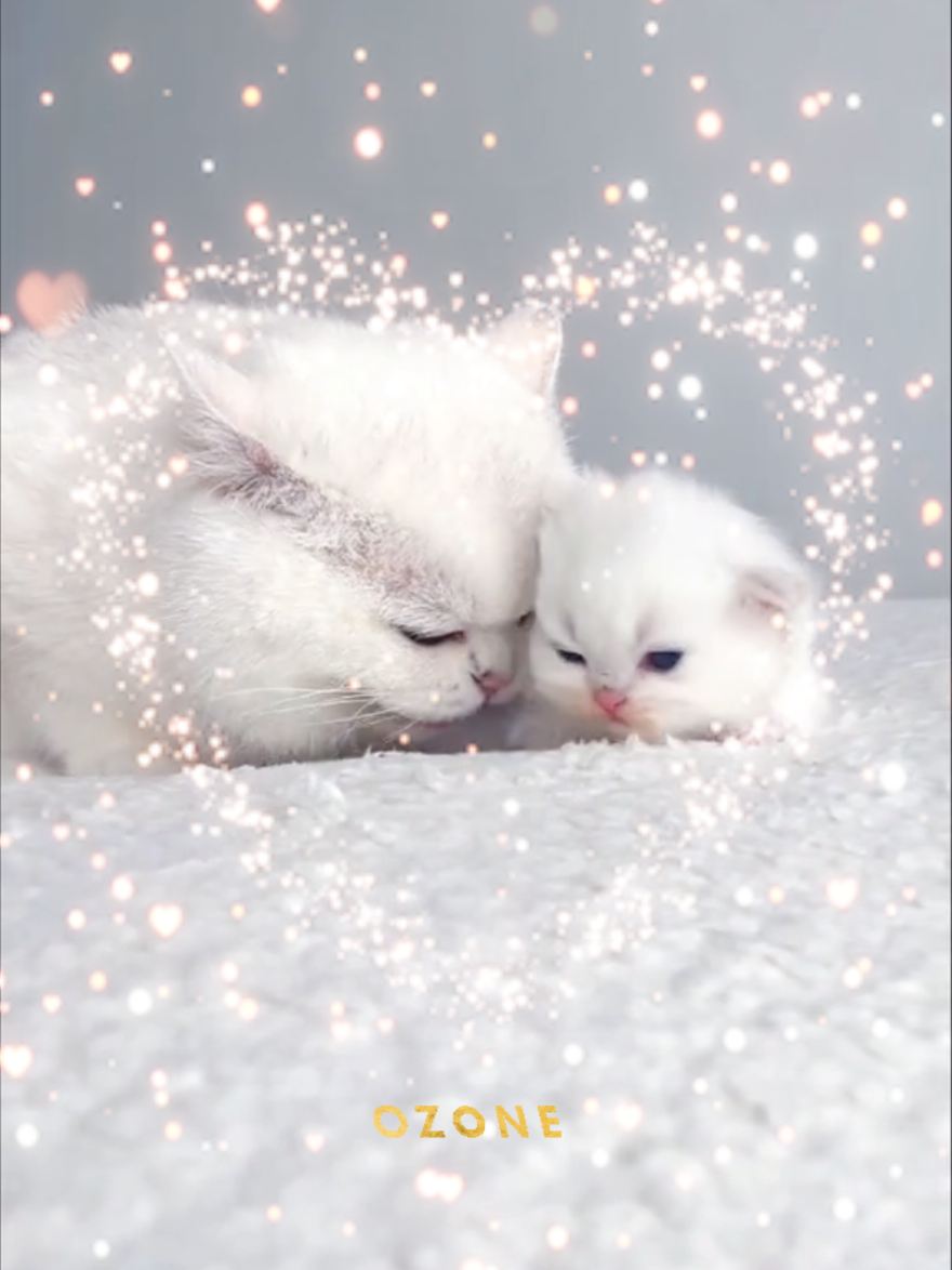@#ϝℒᎪᎦᎻᎨϝLᎪᎦᎻ#閃光斬✨#ϝl&forall;shySℒasℋ〓