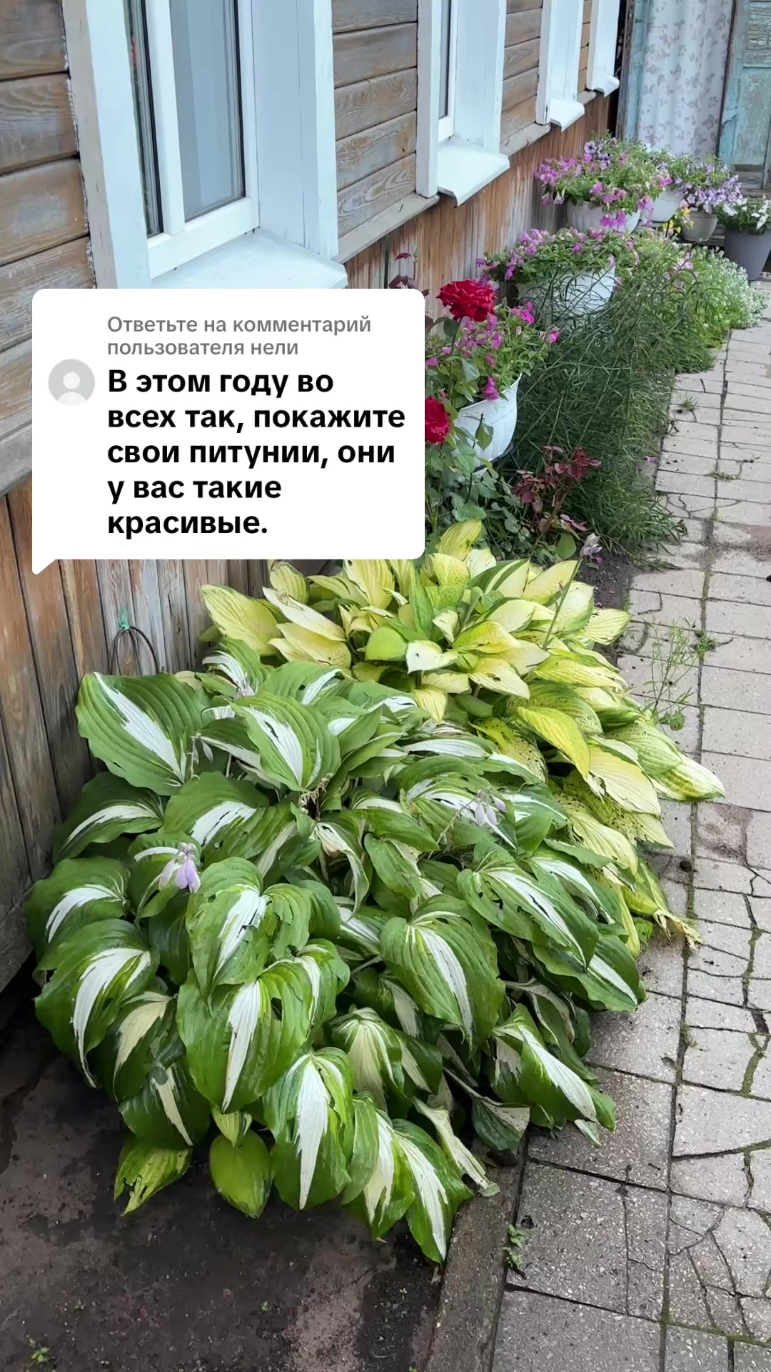 @🌿𝓐𝓷𝓲𝓷𝓪 𝓭𝓪𝓬𝓱𝓪🌿