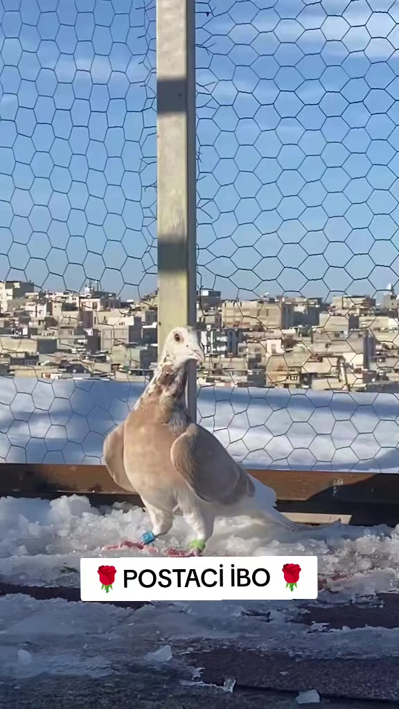 @🦜🦜POSTACI İBO TEKİN 🦜🦜