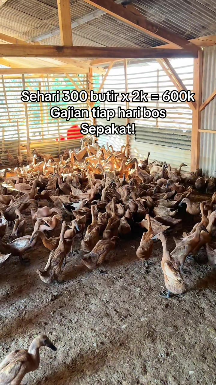 @darufarm