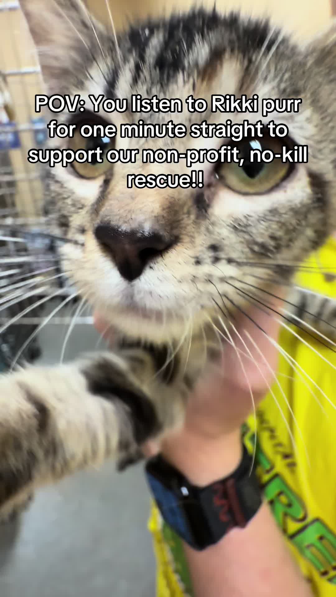 @KittyAngelRescue