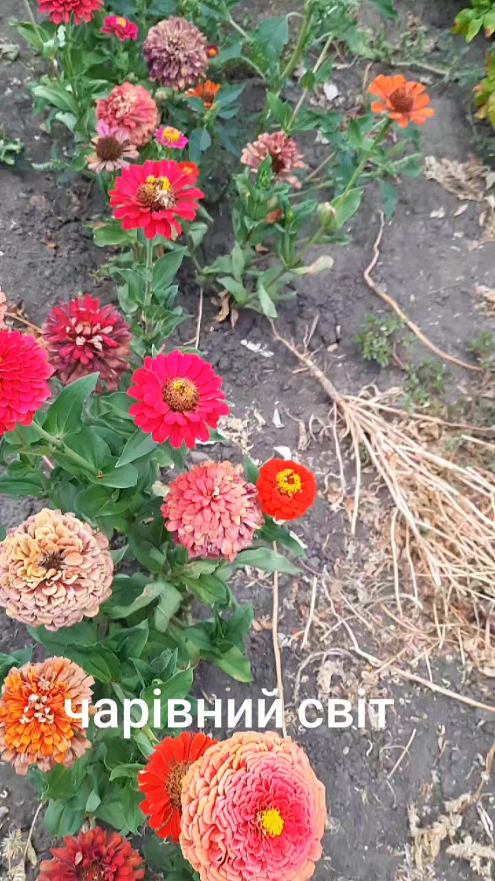 @Божена