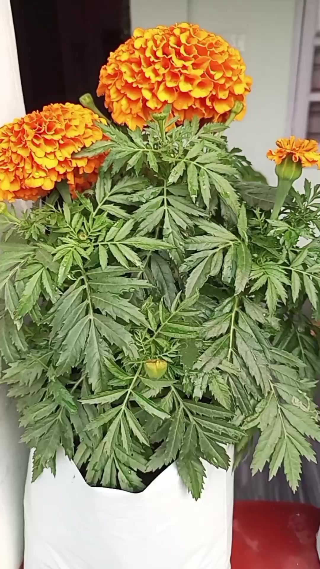 @बिन्दास प्रभु