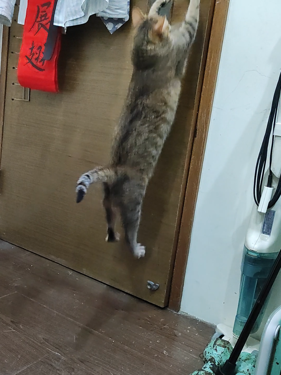 @三貓老爹