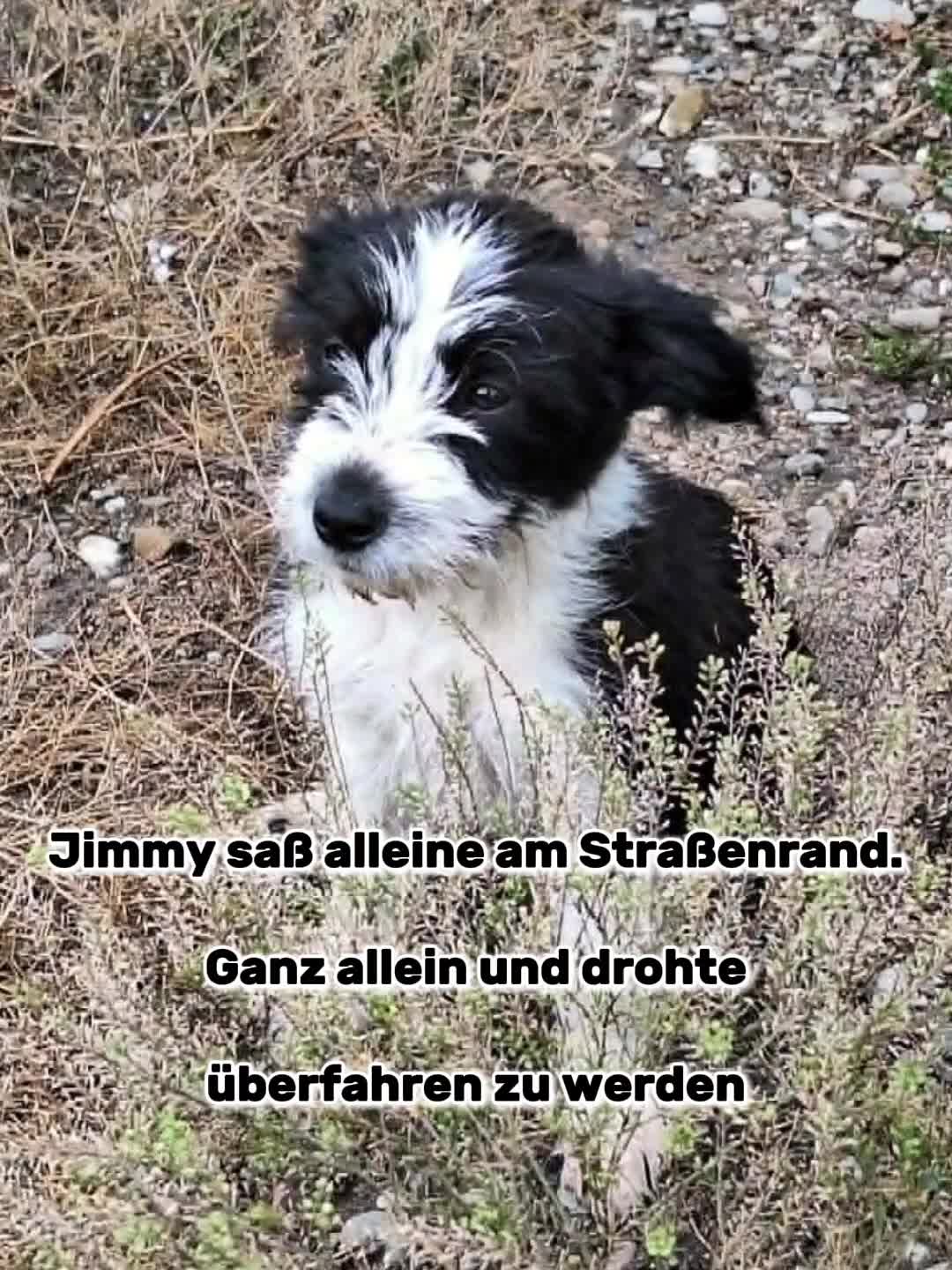 @🐾 PfoteF&uuml;rPfote 🐾
