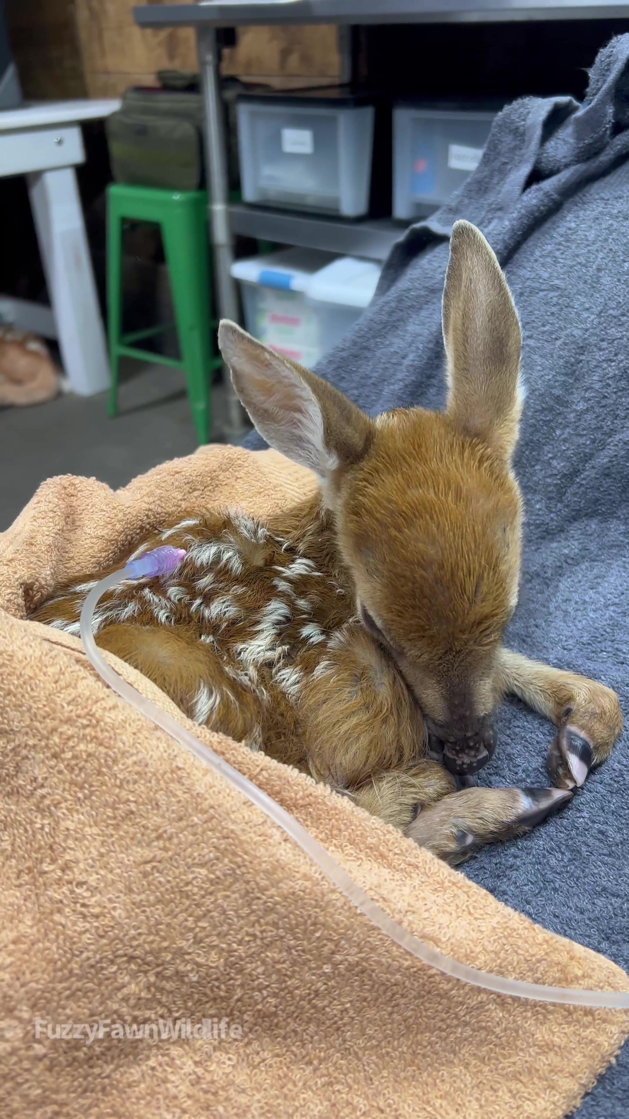 @Fuzzy Fawn Wildlife