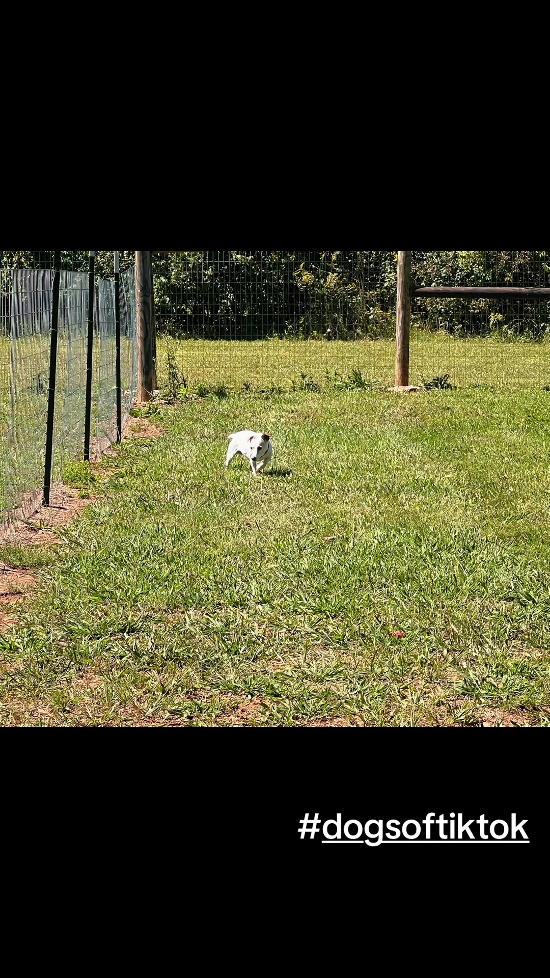 @Angie@k9kennels🐾