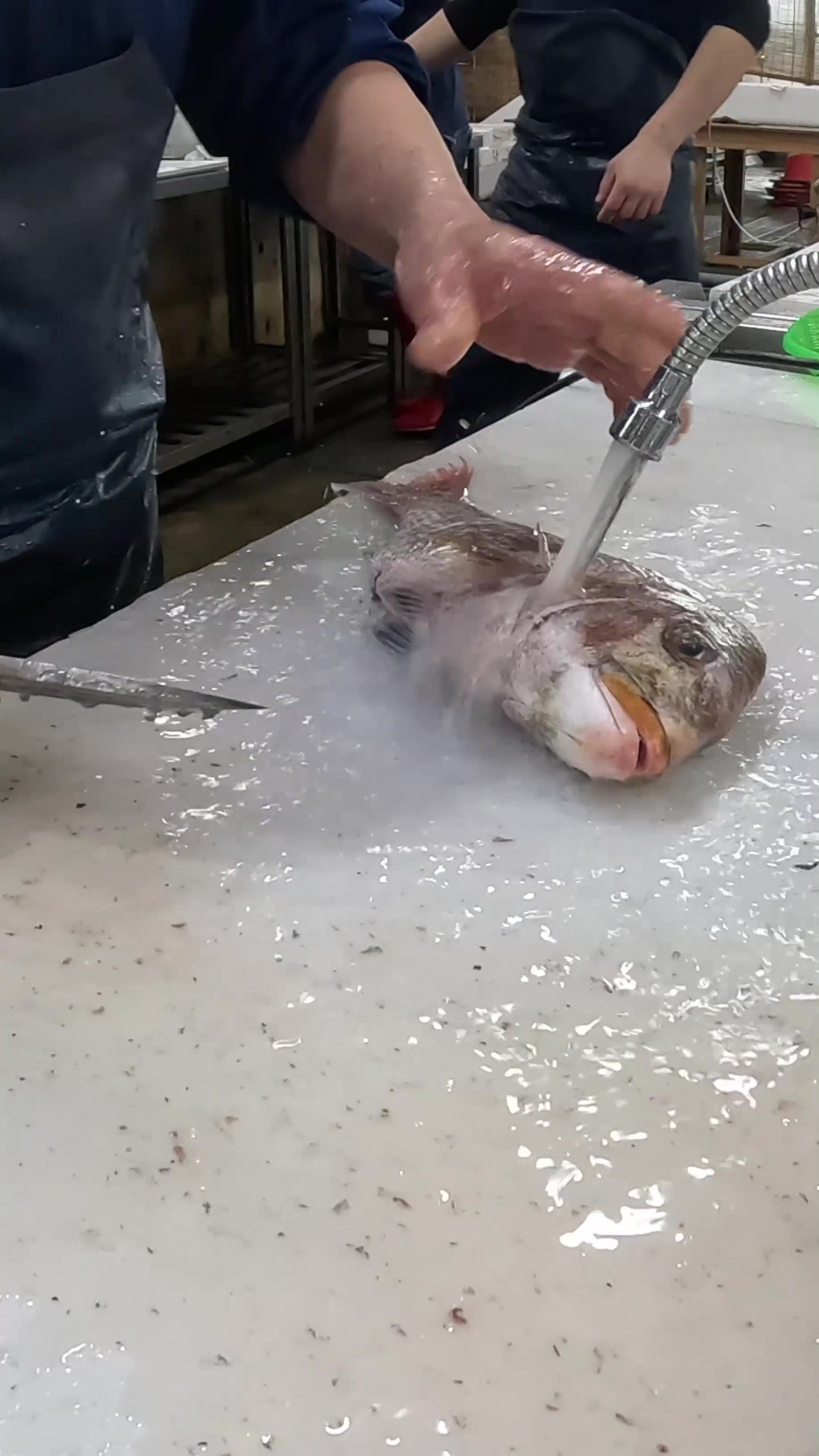 @鳴門魚市のサブ垢