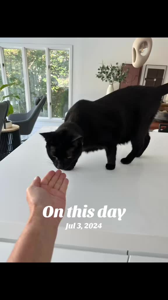 @Oscar Jeremy the cat!