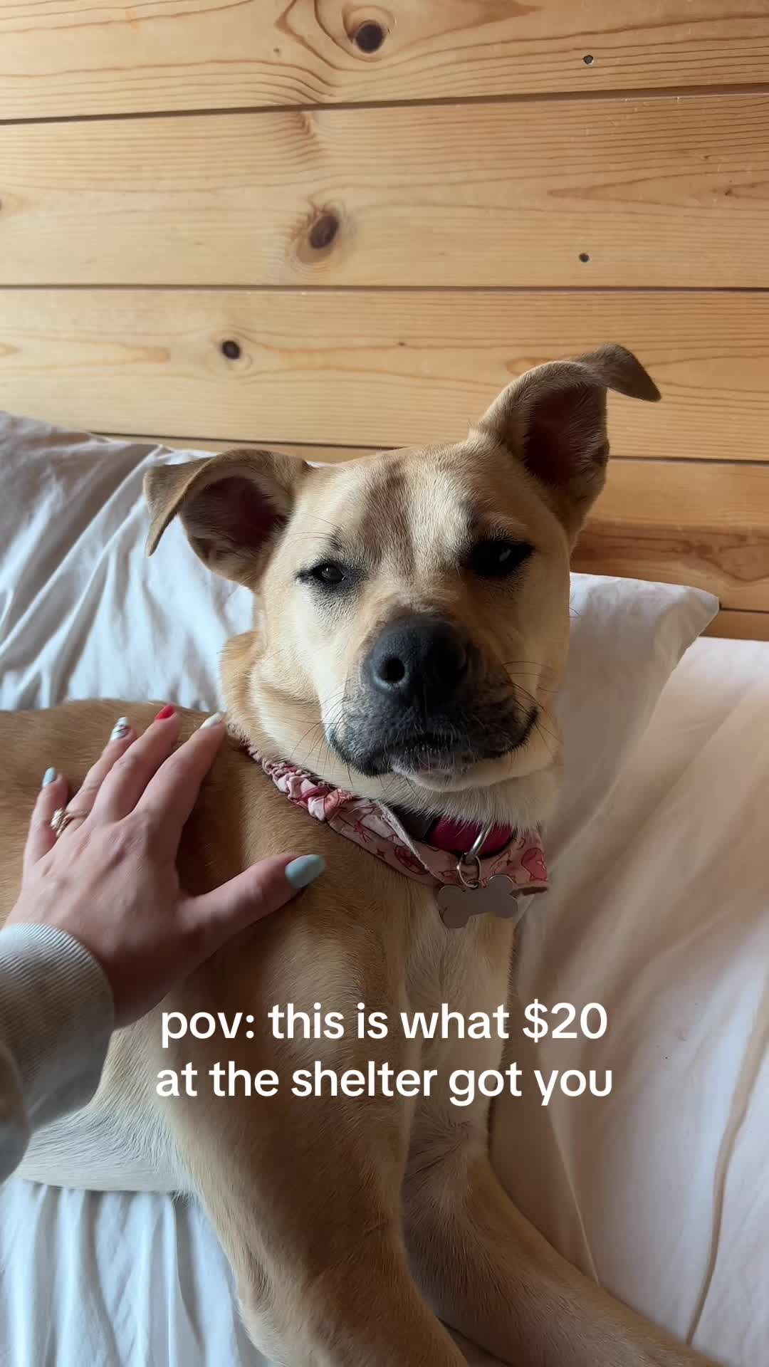 @Adopt a Pet