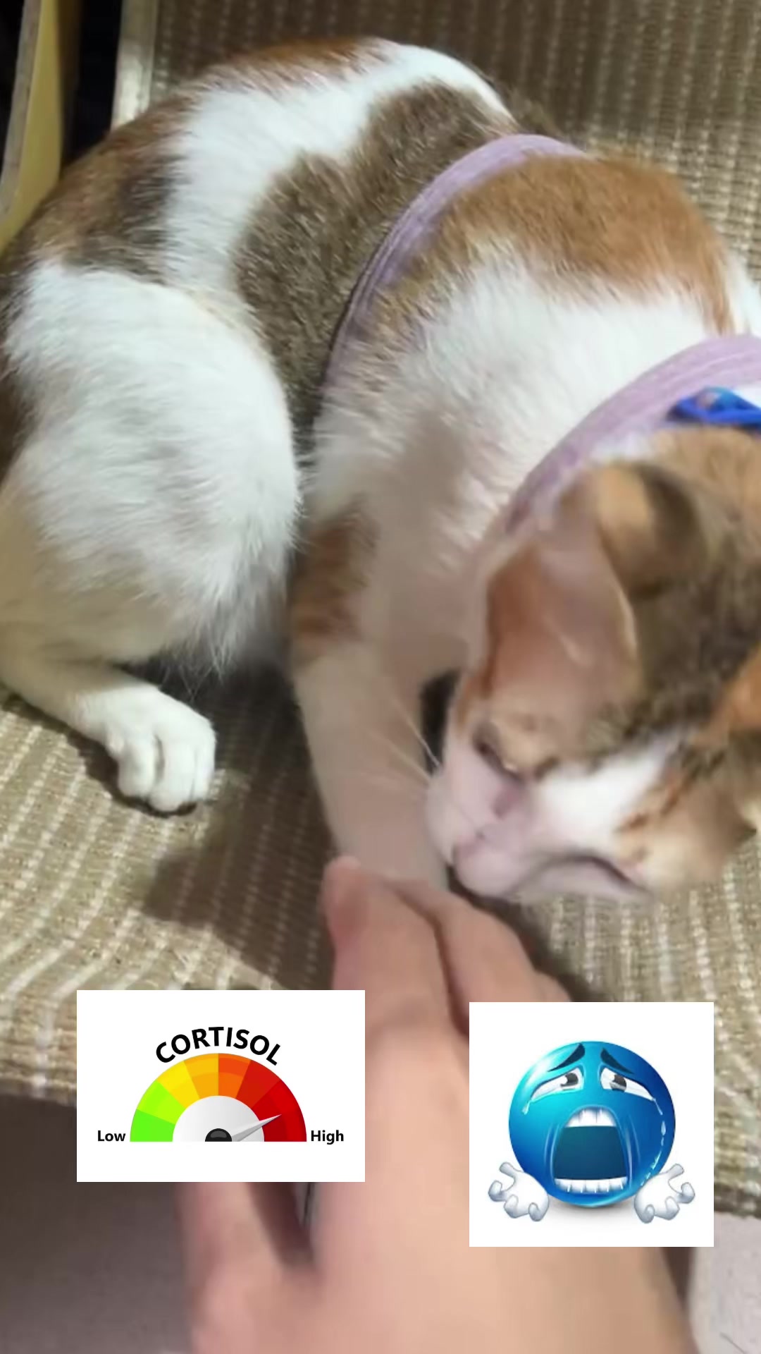 @Mew mew