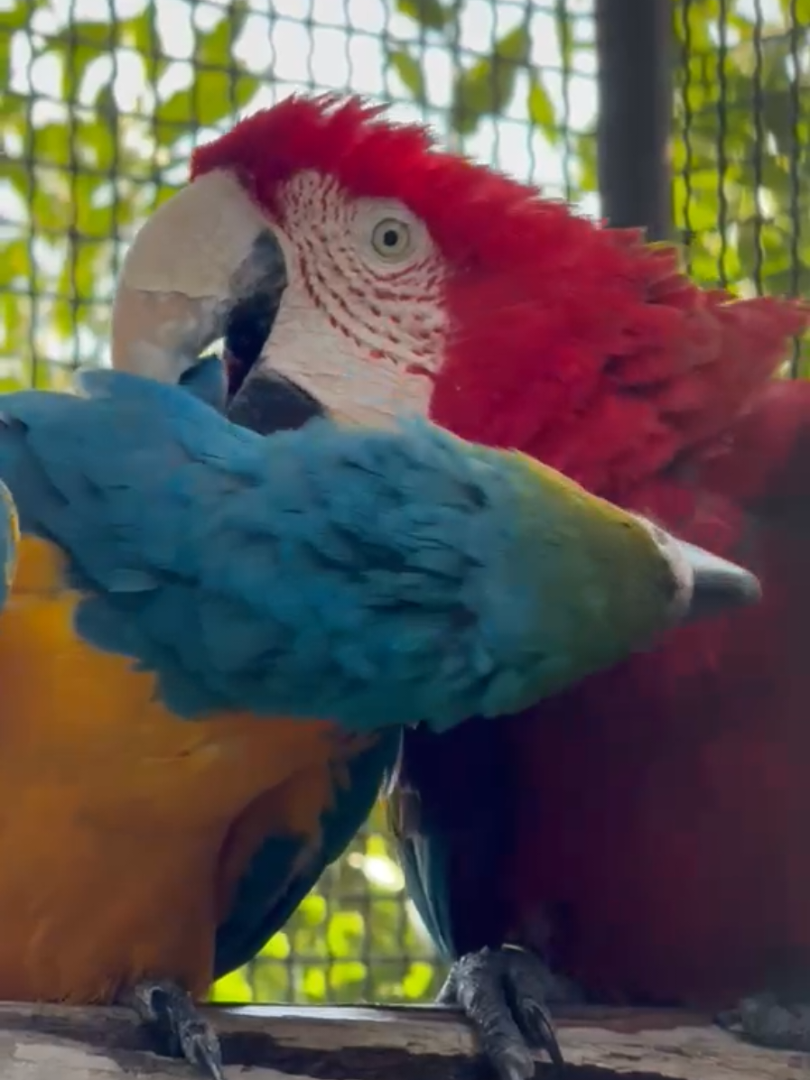 @Parco Zoo delle Star