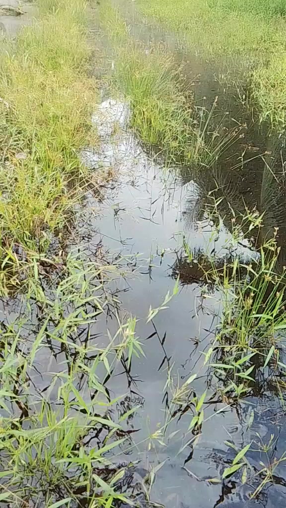 @Tukang Kebun