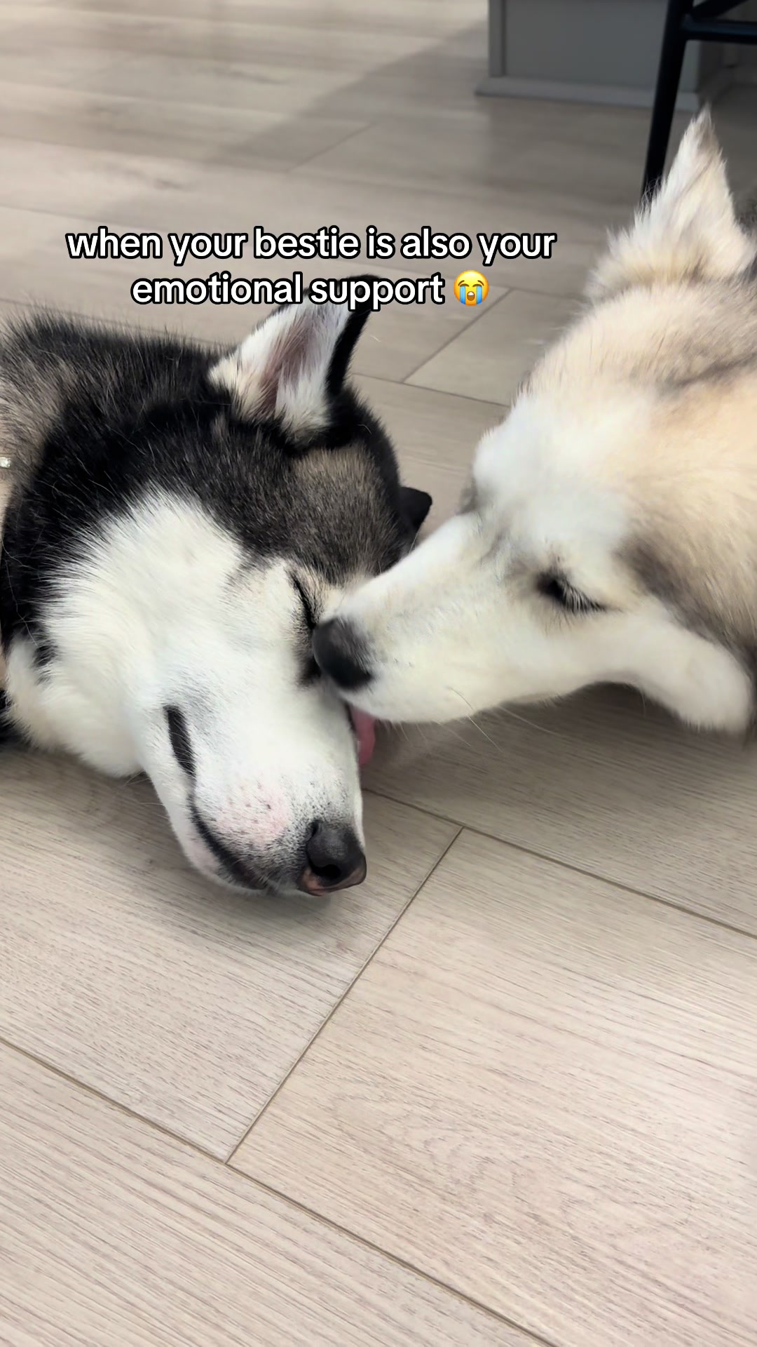 @lifewith2huskies