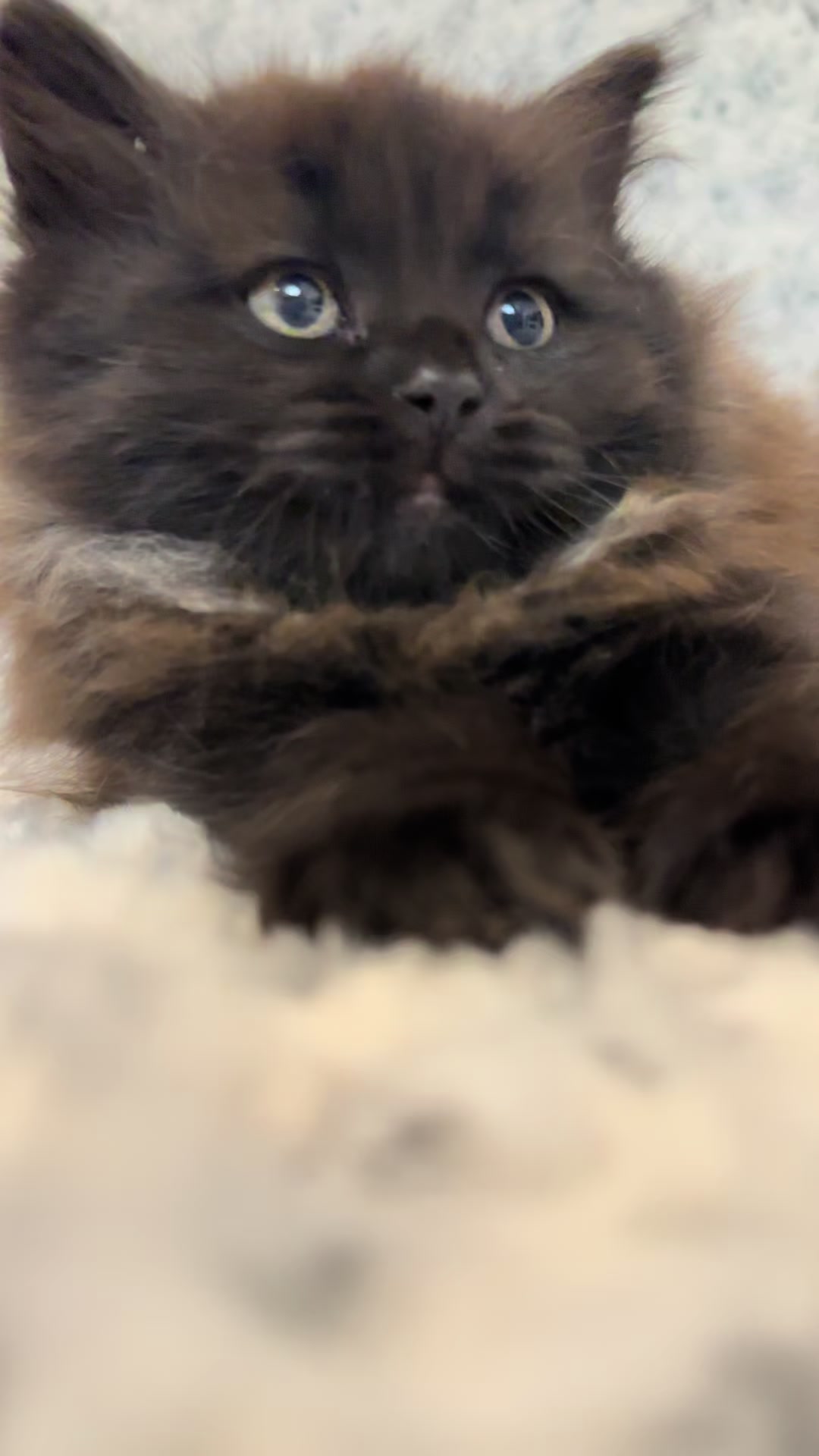 @cat.sheri.kittens