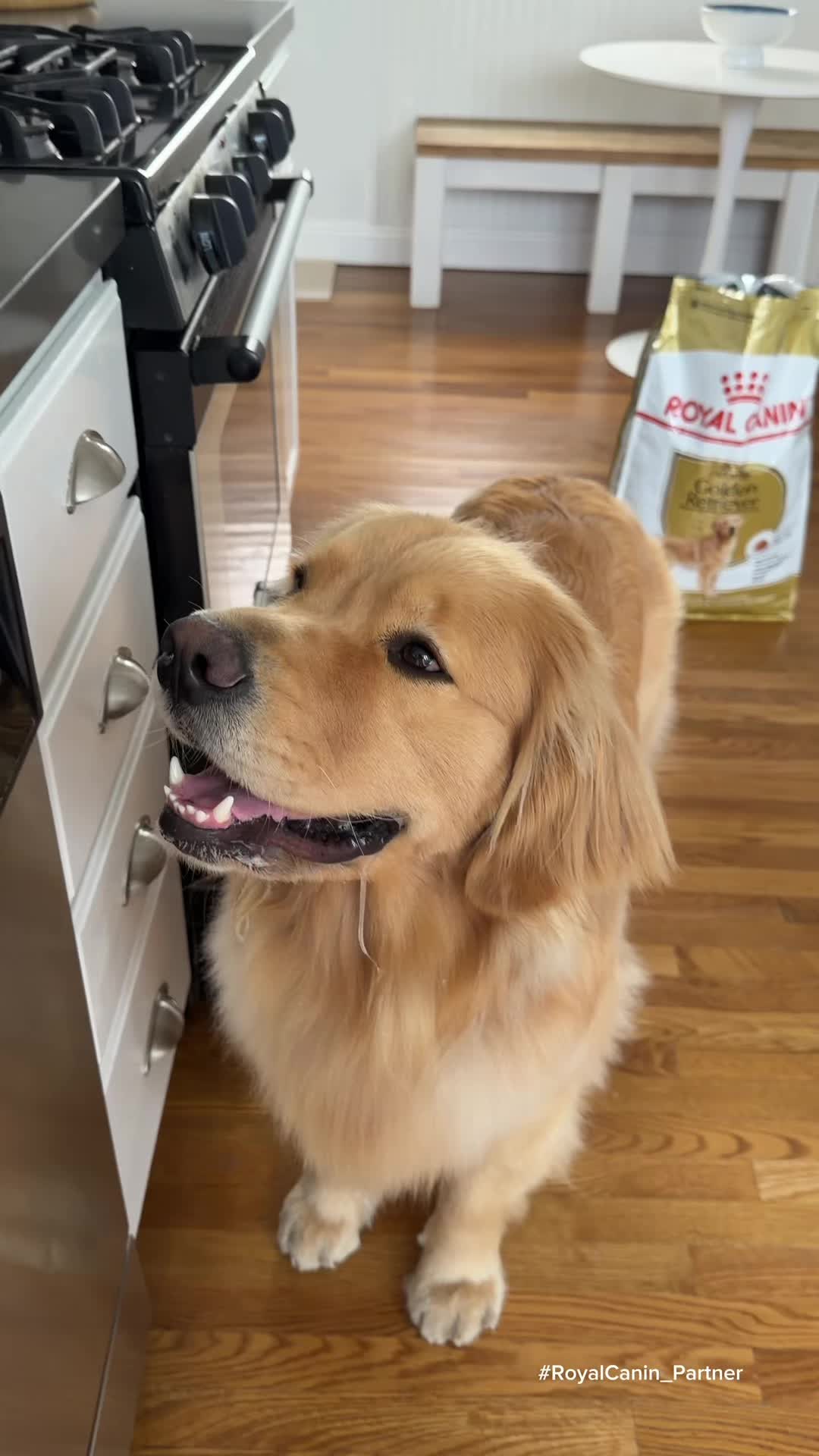 @Zebby The Golden Retriever
