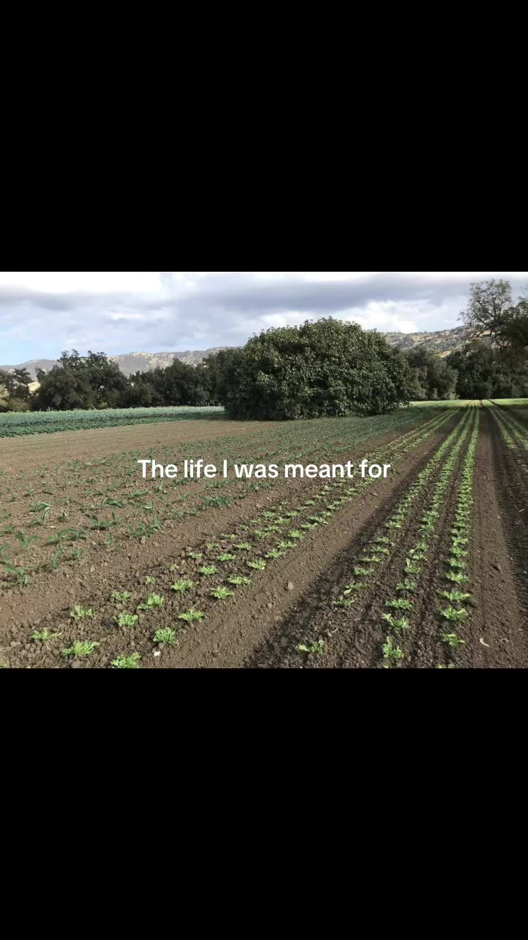 @iceycolacup