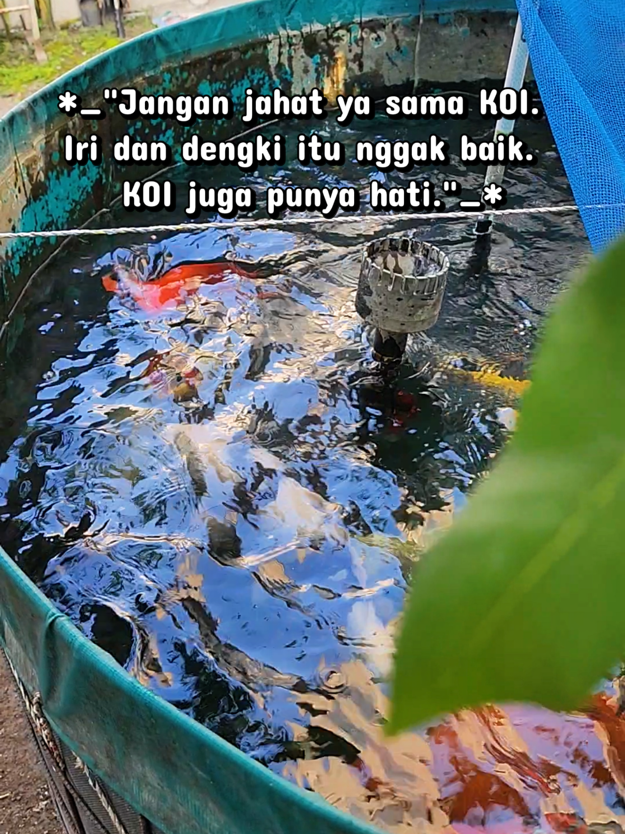 @Rumah Koi Prambanan