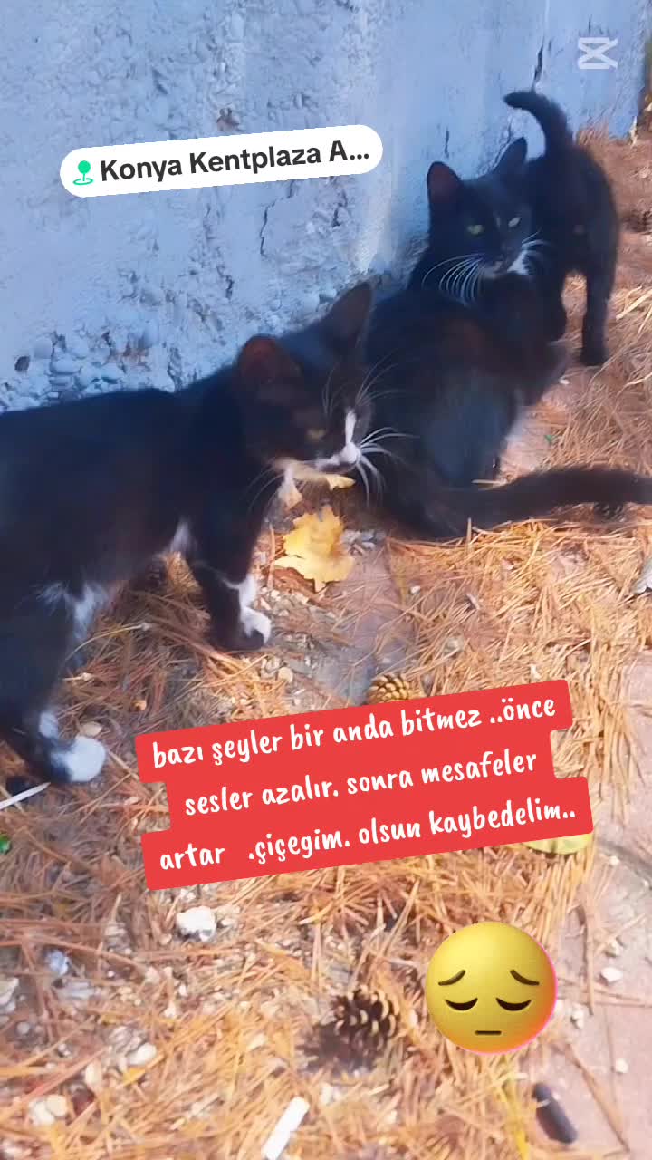 @🌹🌹ELA GÖZLÜ 🌹🌹