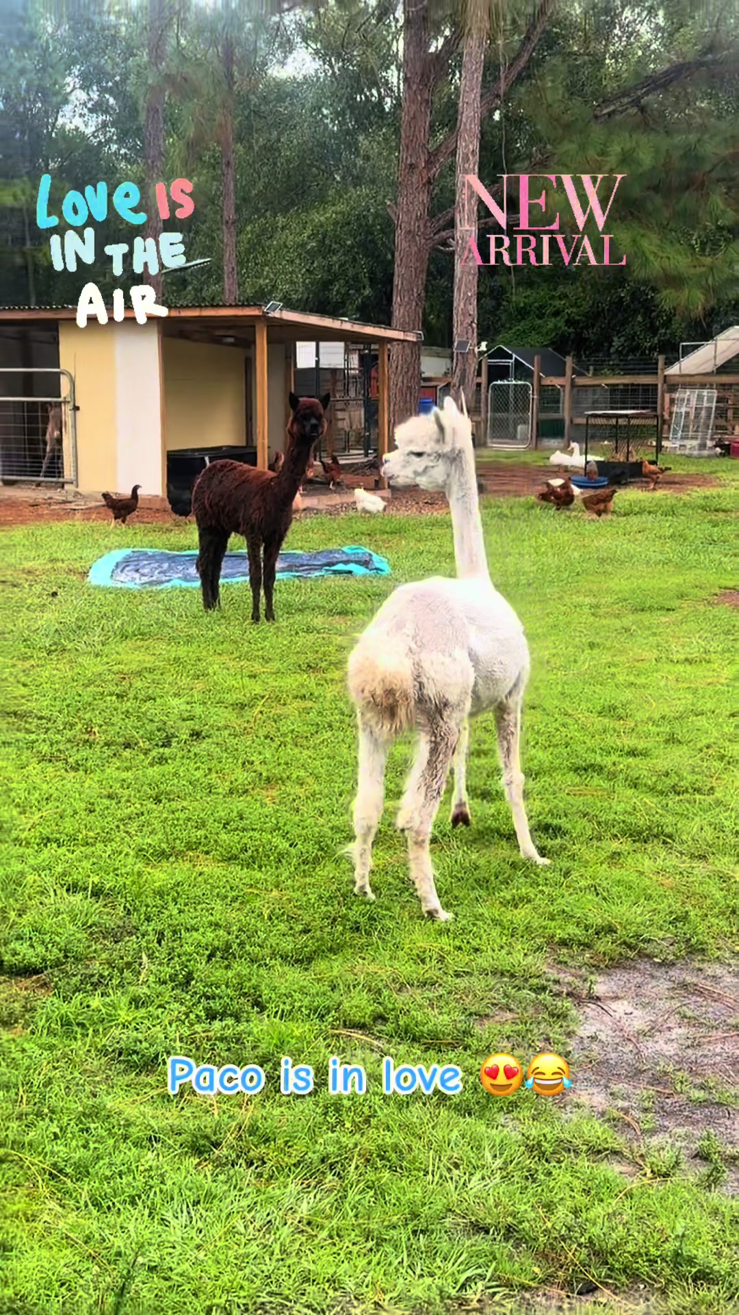 @Happy Farm Life