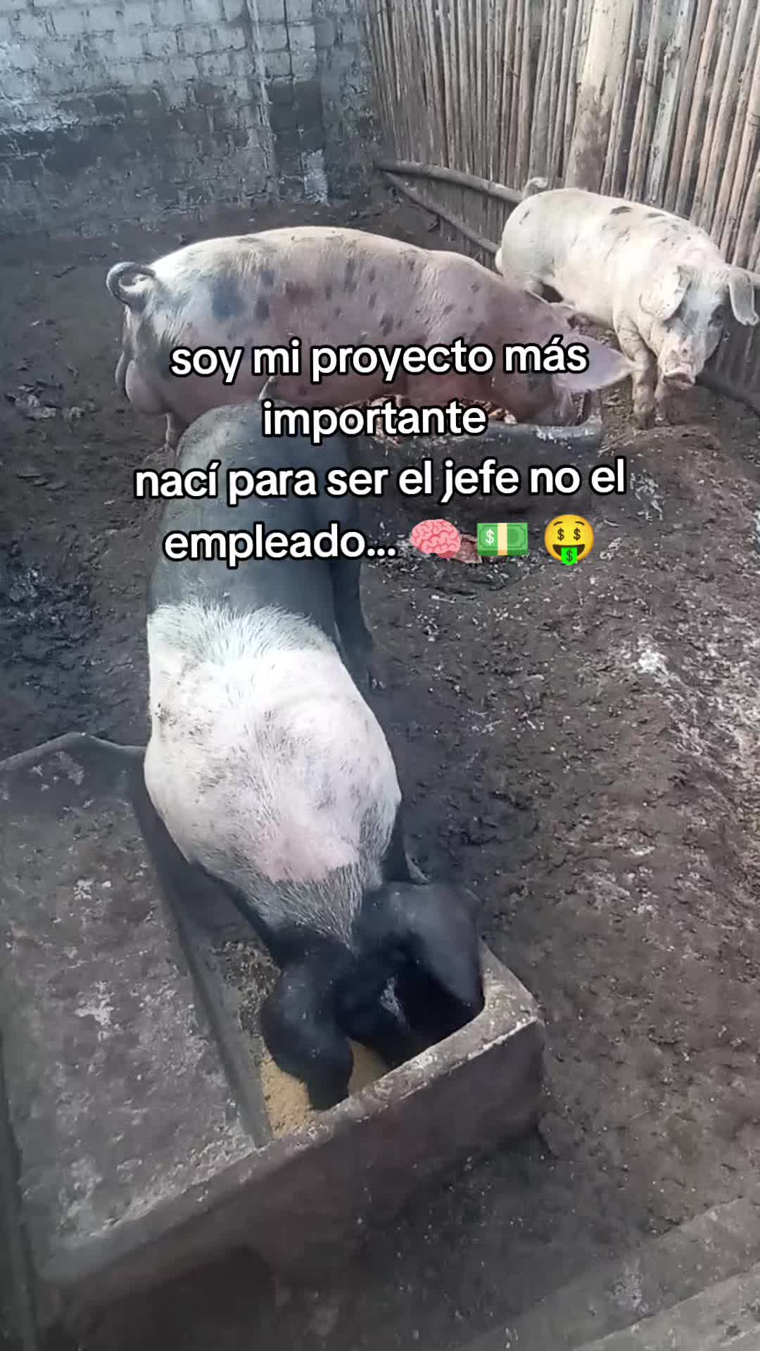 @BRAYAN .R. 🐷