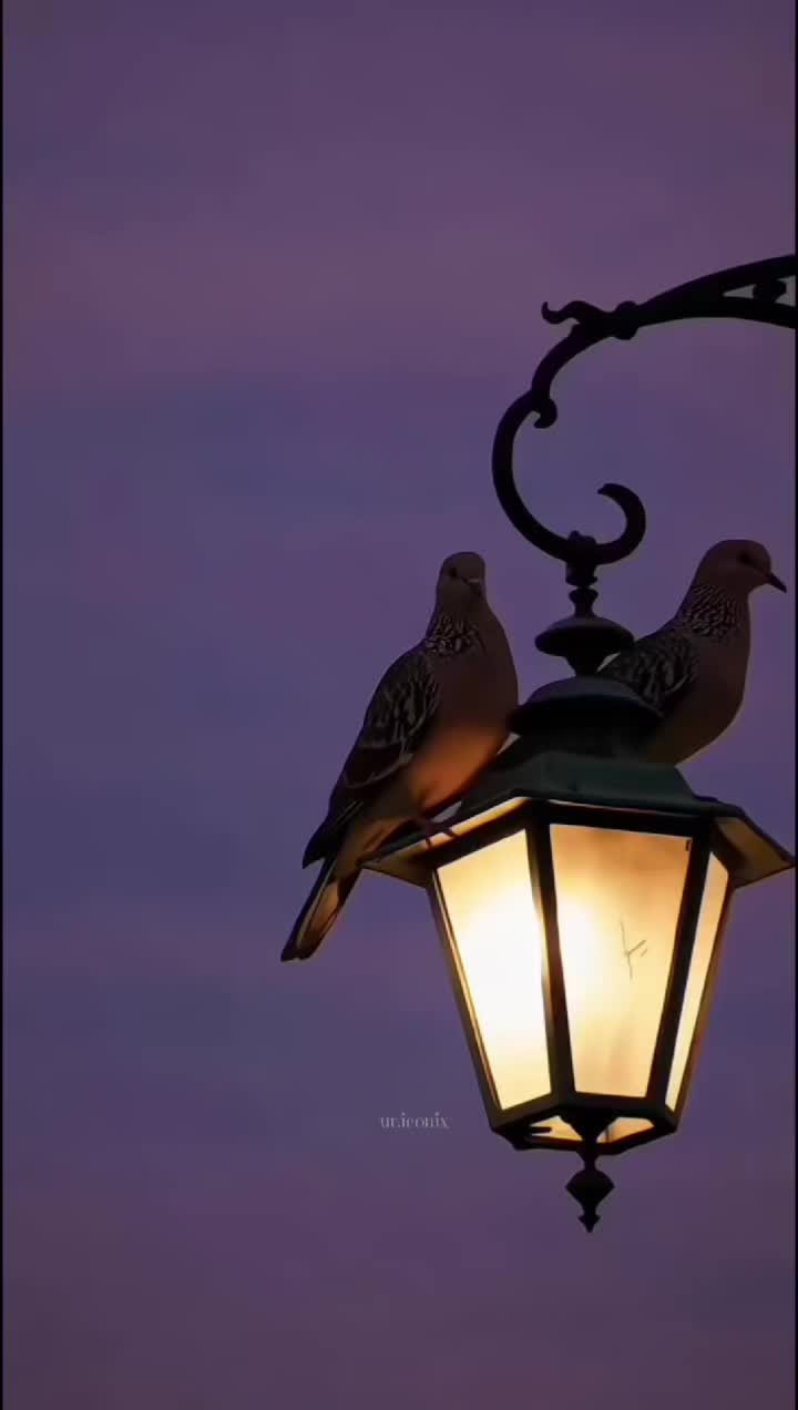 @𝐈𝐜𝐨𝐧𝐢𝐱