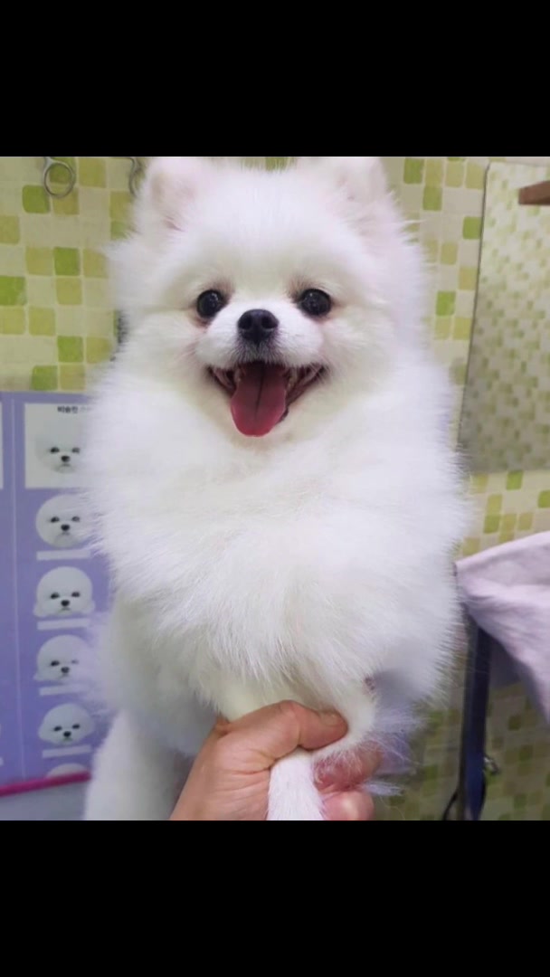 @張德偉