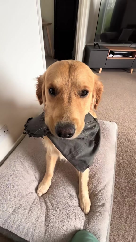 @Sheldon The Retriever