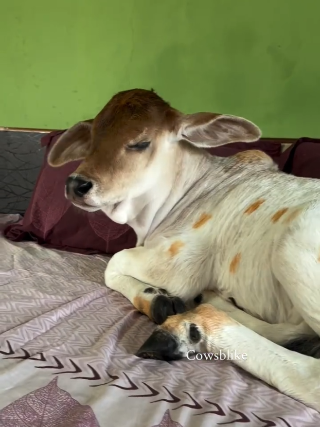 @cows_b_like