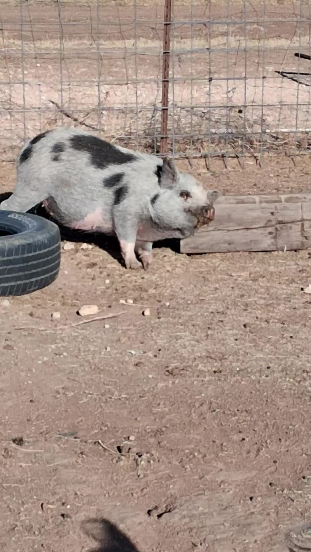 @TinyHoovesRescueAndPettingZoo