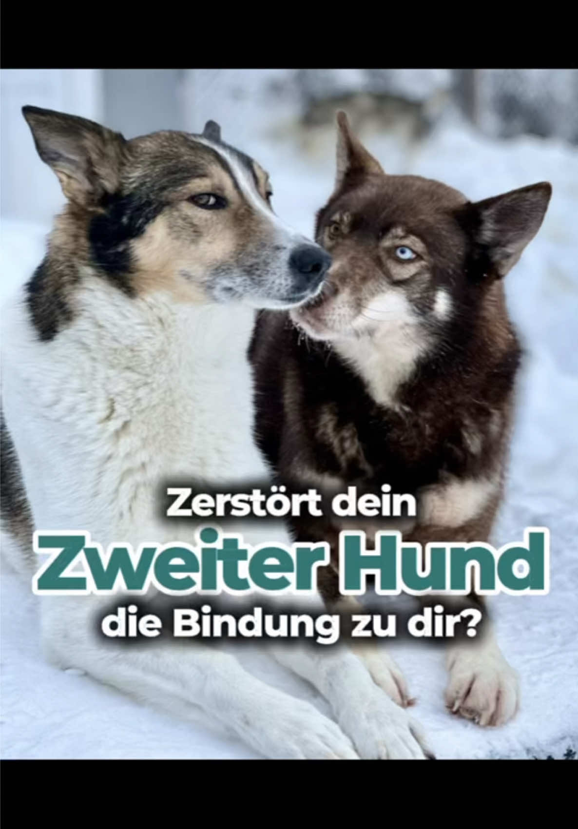 @Mehrere Hunde, ein Team!