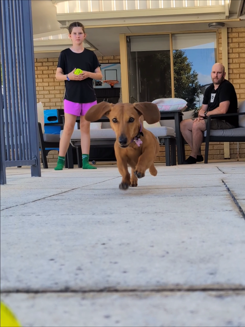 @The Dachshund Diaries 🐾