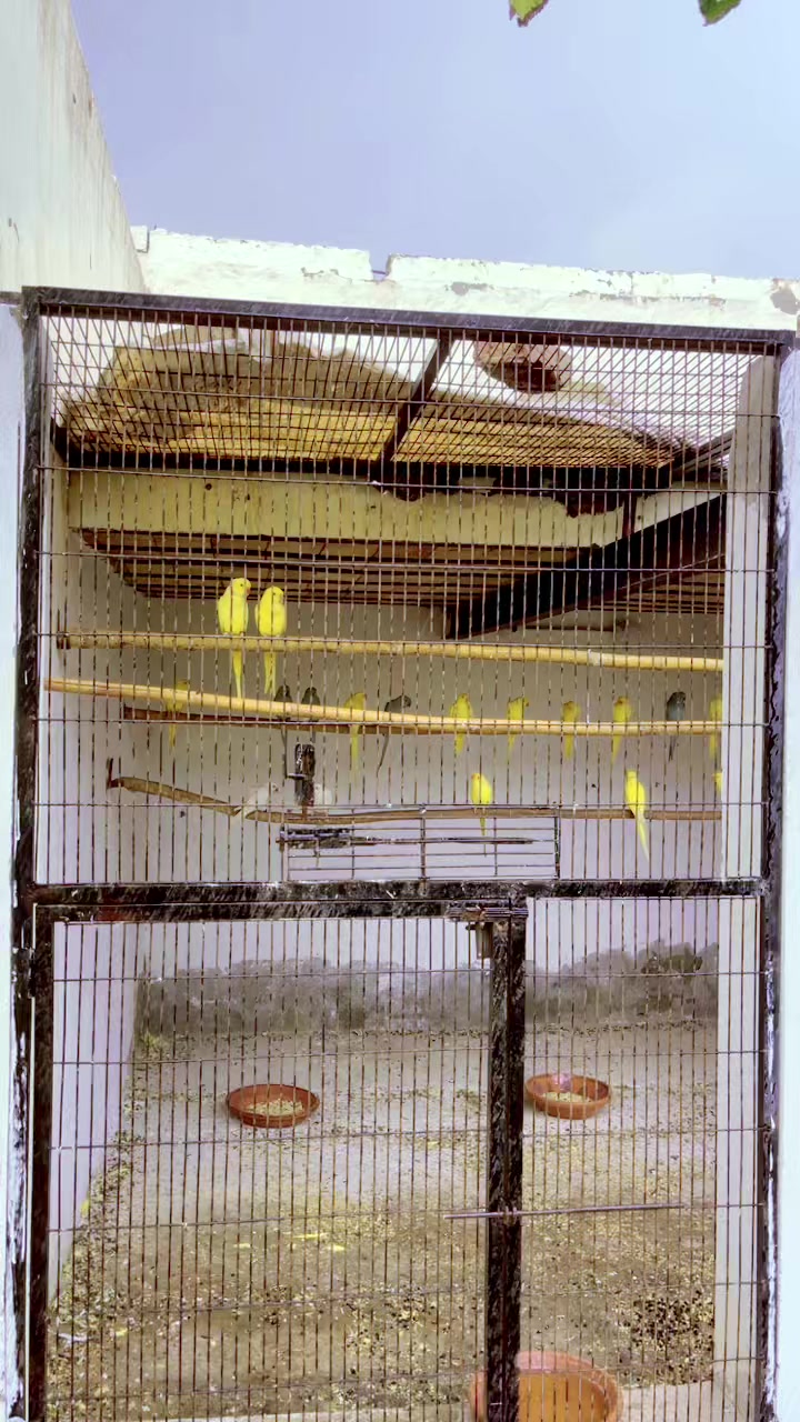 @WA Aviary
