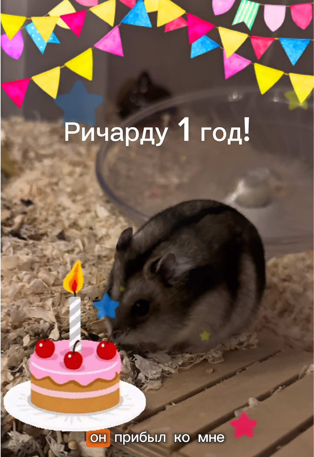 @хомяк Ричард 🐹
