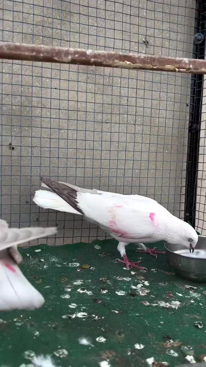 @Adnan jutt🤘 لاڈلا گروپ ملتان