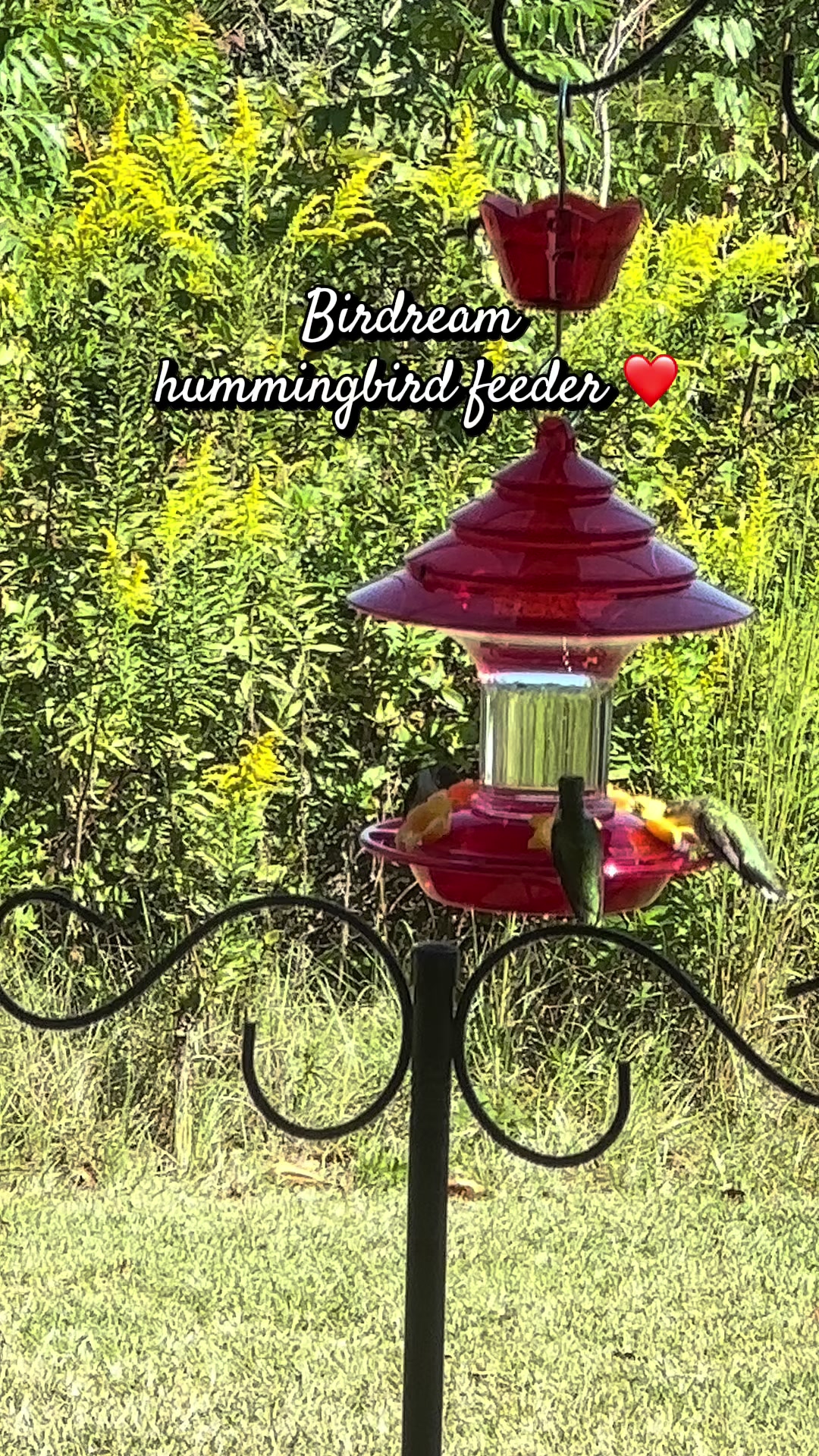 @🌿Jennierosebud🧬🌎🌹💜🐦⬛