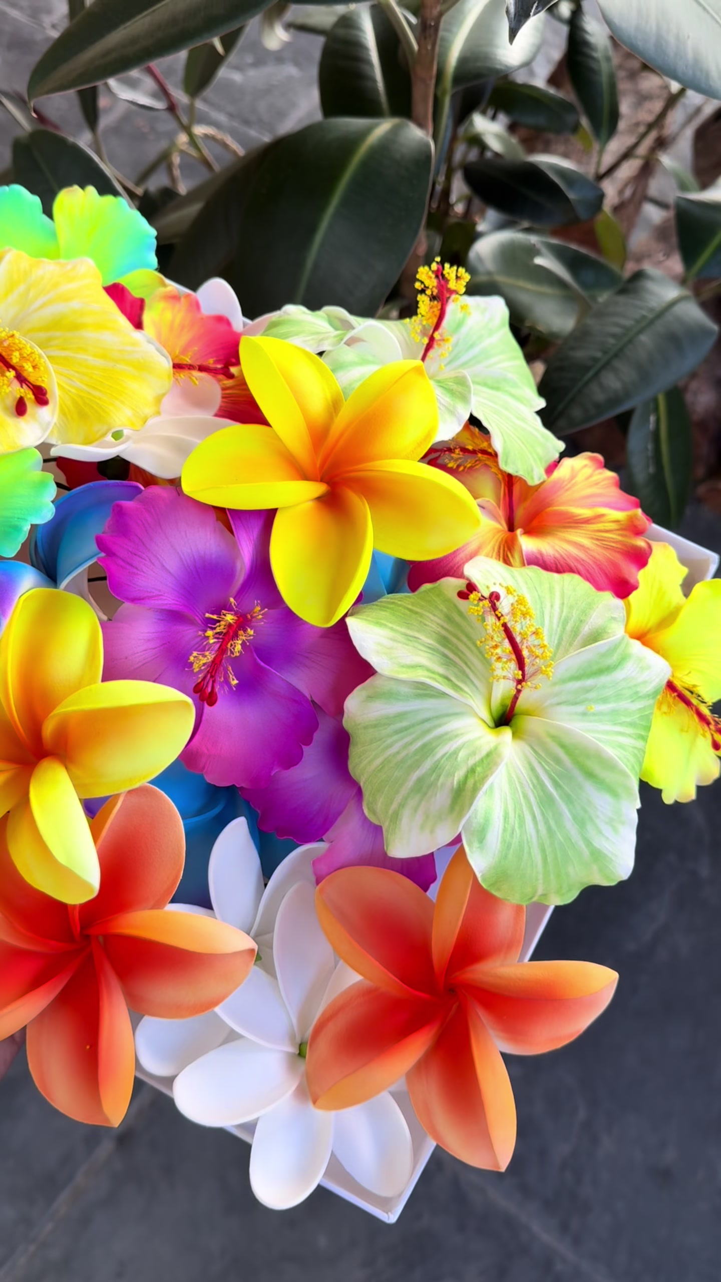 @Island Aesthetica 🌺