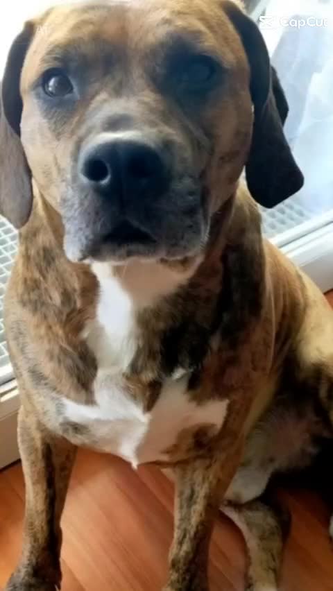 @Breton Staffie