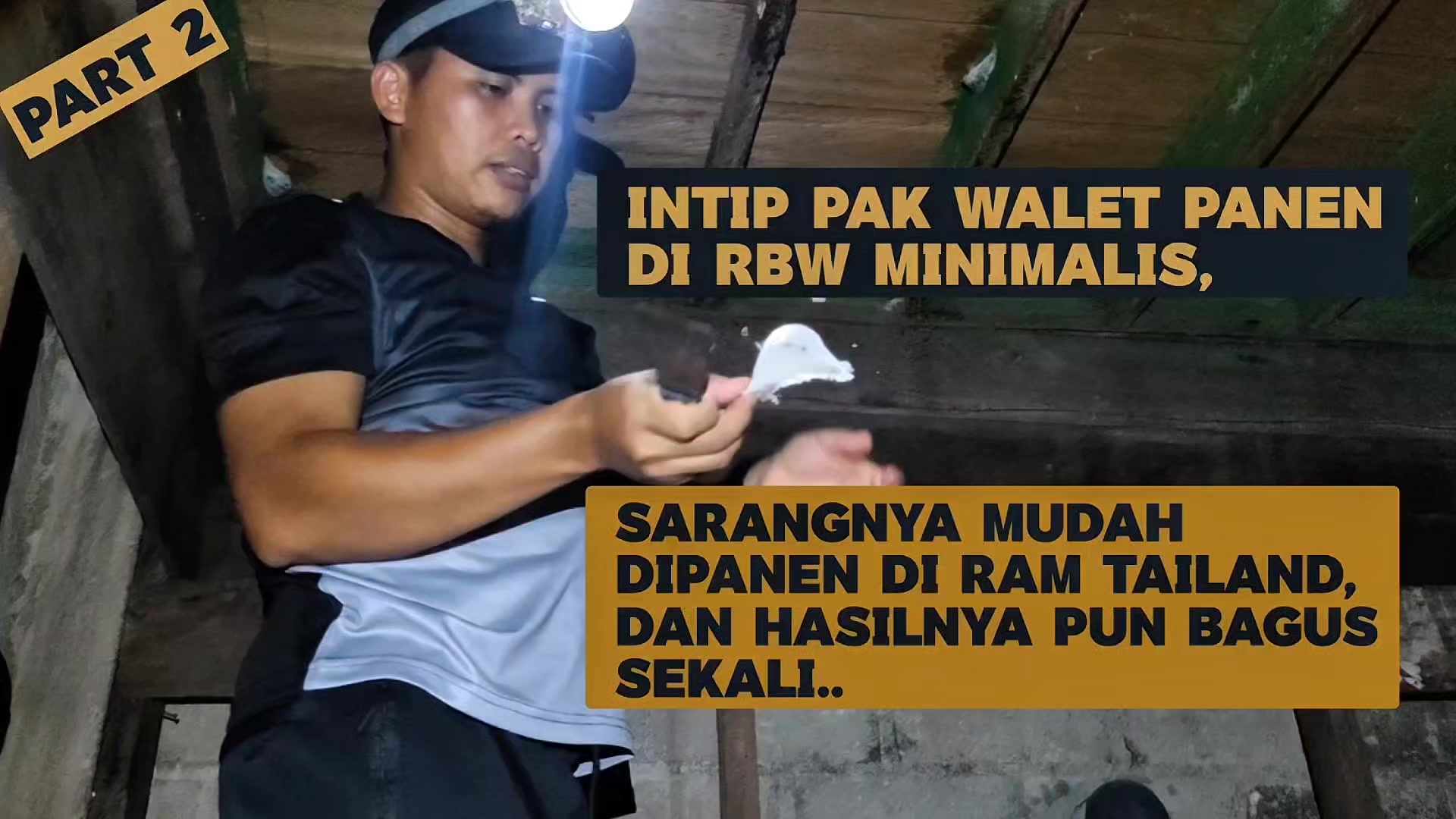 @Walet Rimba Kalimantan